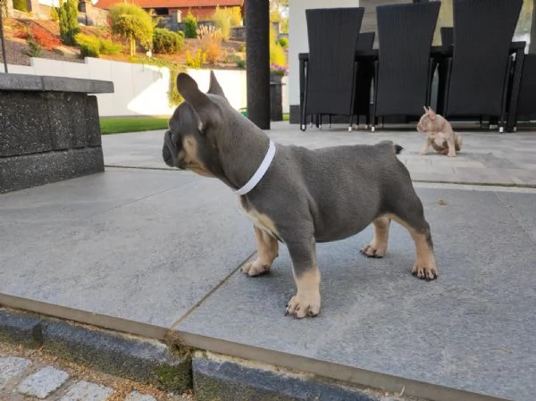 bulldog frances | Foto 6