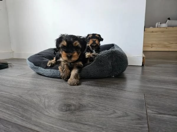 cuccioli di yorkshire terrier | Foto 2