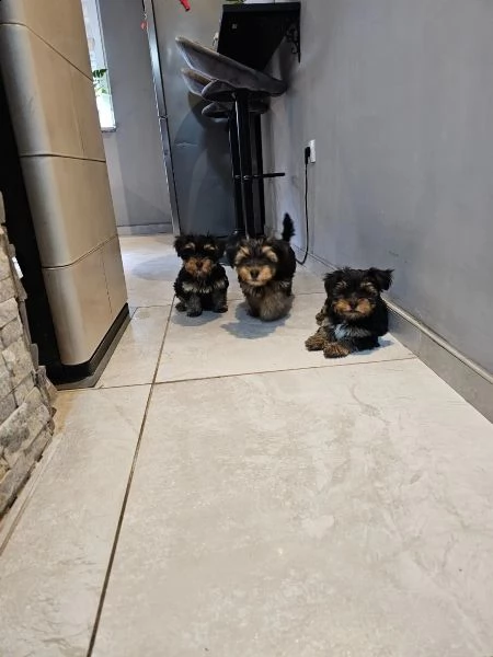 cuccioli di yorkshire terrier