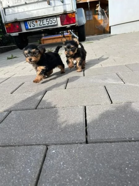 cuccioli di yorkshire terrier | Foto 0