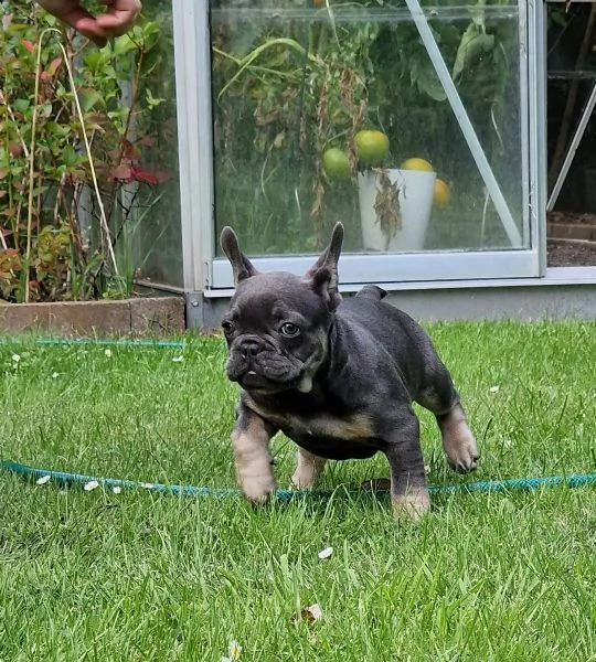 cuccioli di bulldog francese con pedigree | Foto 2