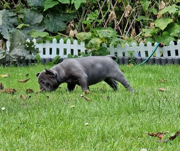 cuccioli di bulldog francese con pedigree