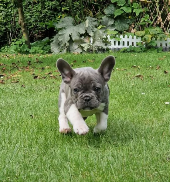 cuccioli di bulldog francese con pedigree | Foto 1