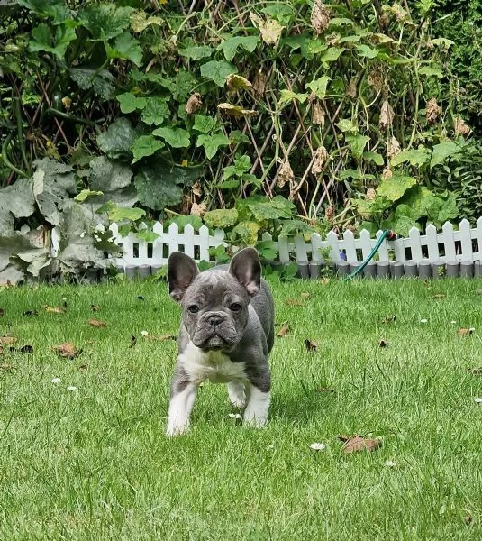 cuccioli di bulldog francese con pedigree | Foto 0