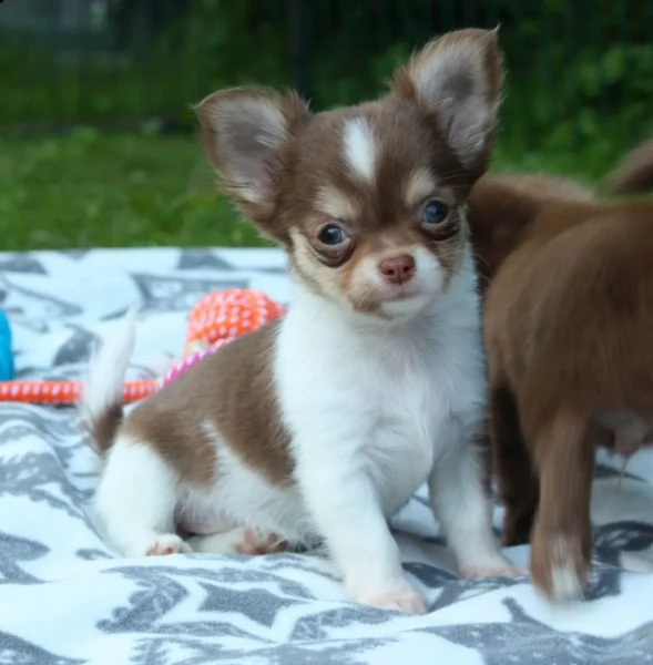 tipici cuccioli di chihuahua di razza cioccolato a pelo lungo