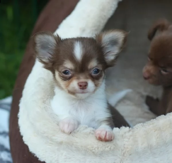 tipici cuccioli di chihuahua di razza cioccolato a pelo lungo | Foto 1