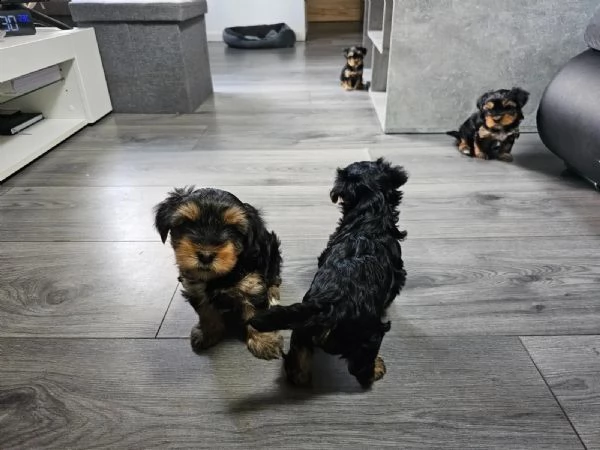splendidi cuccioli di yorkshire terrier di razza pura  | Foto 1
