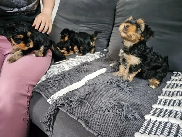 splendidi cuccioli di yorkshire terrier di razza pura 