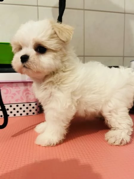 i cuccioli di razza maltese sono ora alla ricerca di nuove case | Foto 2