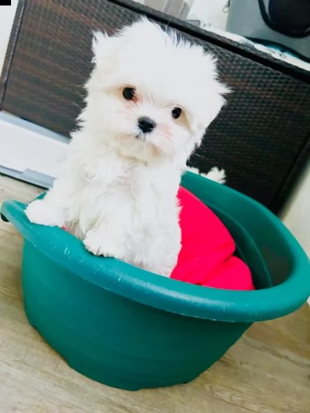 i cuccioli di razza maltese sono ora alla ricerca di nuove case | Foto 0