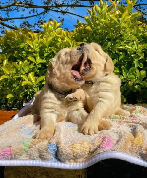 regalo golden retriver cuccioli disponibile per l'adozione adorabili cuccioli di golden retriver fem