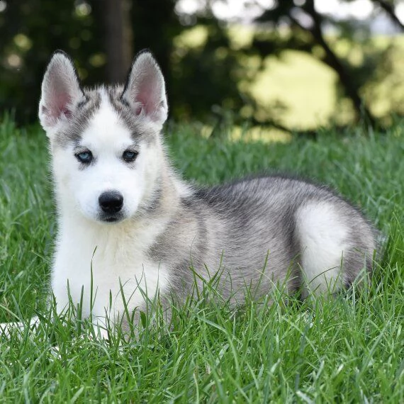 regalo siberian husky con pedigree consegna con : libretto sanitario, vaccini certificati dal veteri | Foto 1