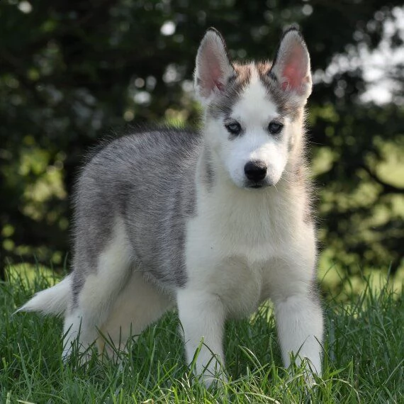 regalo siberian husky con pedigree consegna con : libretto sanitario, vaccini certificati dal veteri | Foto 0