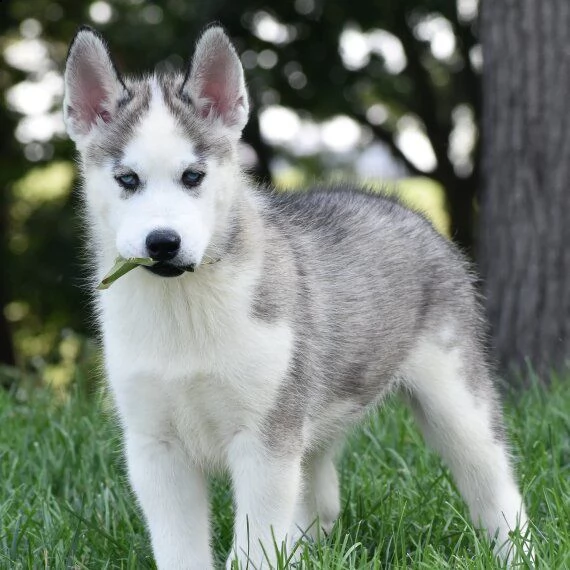 regalo cuccioli siberian husky maschio e femmina abbiamo disponibili cuccioli di siberian husky masc | Foto 0