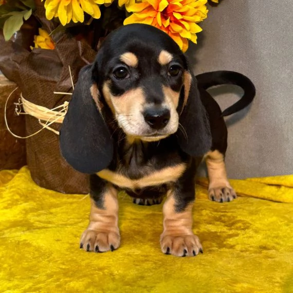 regalo adorabili cuccioli bassotto femminucce e maschietti gratuita i cuccioli sono vaccinati svermi