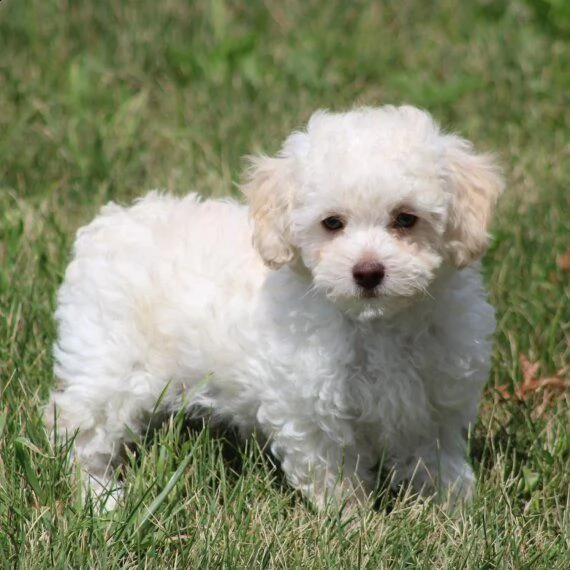 regalo barboncino cuccioli adorabili cuccioli di poodle standart femminucce e maschietti disponibili | Foto 0