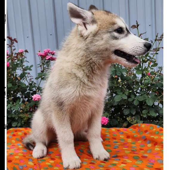 regalo siberian husky cuccioli, maschio e femmina contatto con me via e-mail