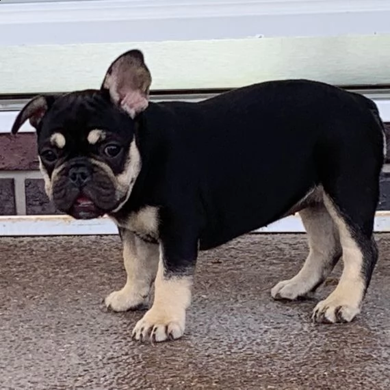 regalo cuccioli di bulldog francese bellissimi cuccioli disponibili, carattere adorabile ,sono docil | Foto 0