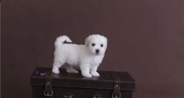 bella maltese in offerta di adozione