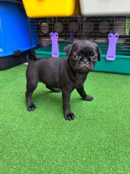 regalo cuccioli di carlino whatsapp ( 0039 353 317 4023 )