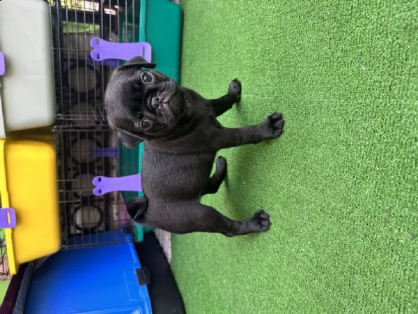 regalo cuccioli di carlino whatsapp ( 0039 353 317 4023 ) | Foto 0