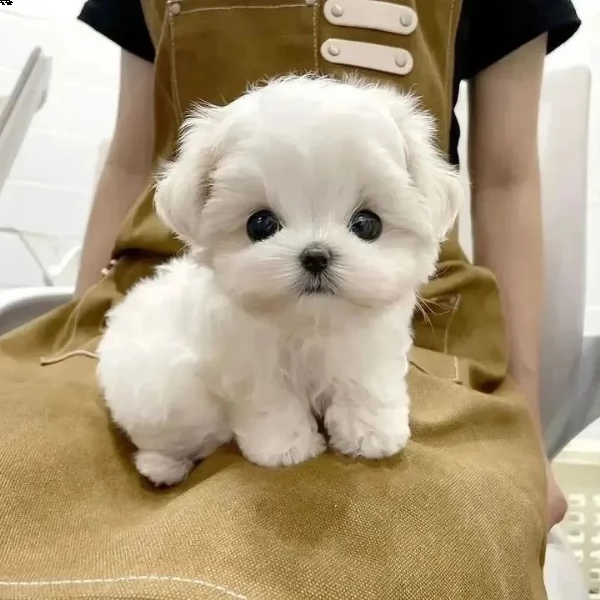 bellissimo maltese
