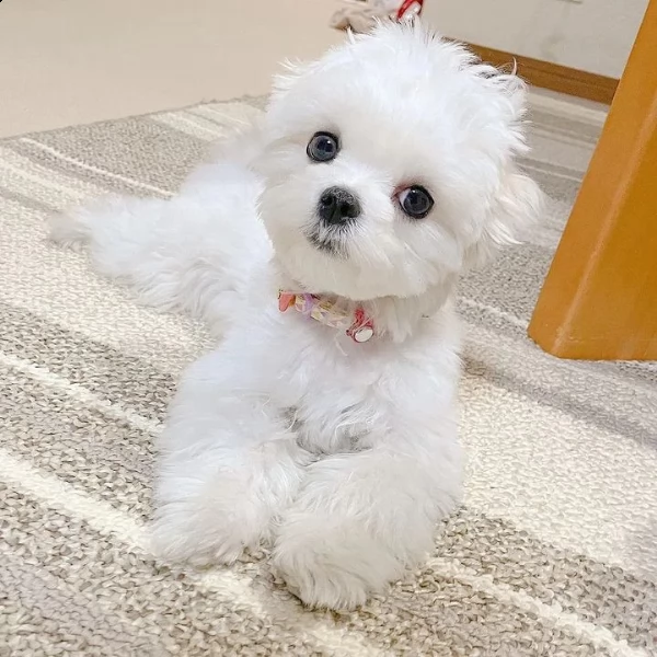 bellissimo maltese | Foto 3