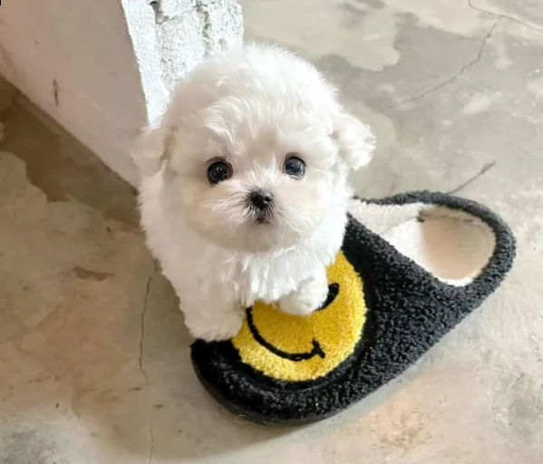 bellissimo maltese | Foto 2
