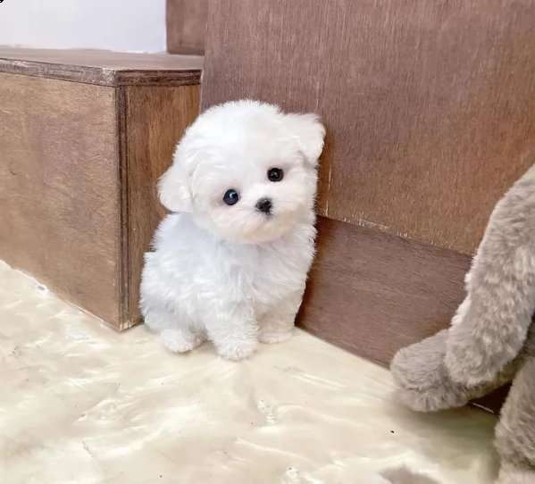 bellissimo maltese | Foto 1