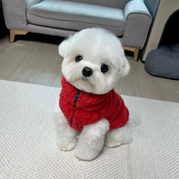 bellissimo maltese | Foto 0