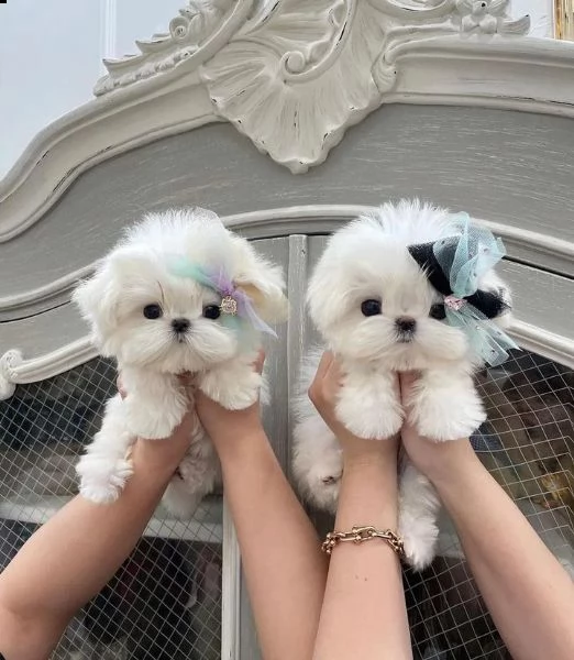 adorabile maltese | Foto 1