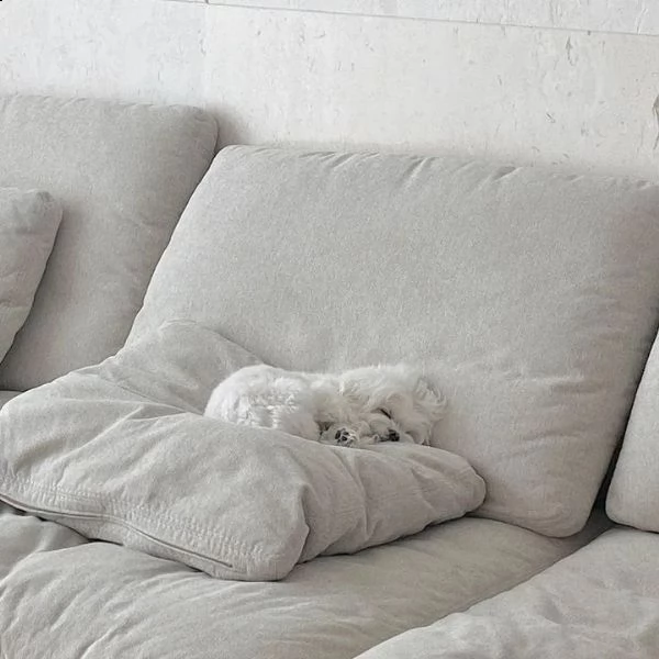 adorabile maltese | Foto 0
