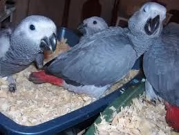 pappagalli grigi africani accoppiati disponibili