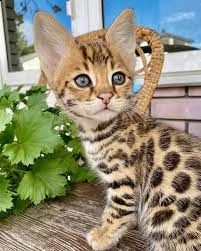 adorabili gattini bengala maschi e femmine pronti