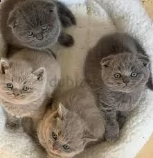cuccioli di british shorthair disponibili per una buona famiglia