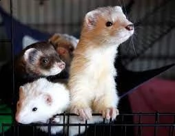 disponibili cuccioli di furetto addestrati in casa