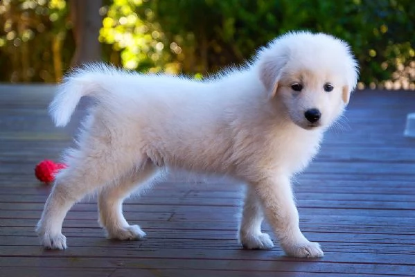 cuccioli  di pastore maremmano-abruzzese 