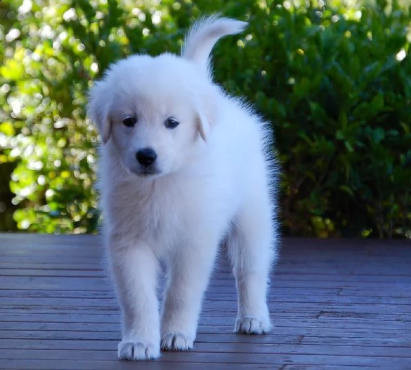 cuccioli  di pastore maremmano-abruzzese  | Foto 0
