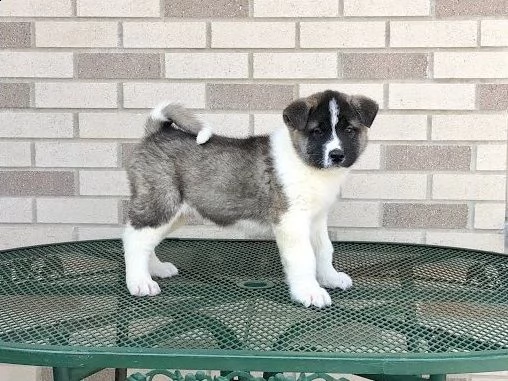 cuccioli akita americano