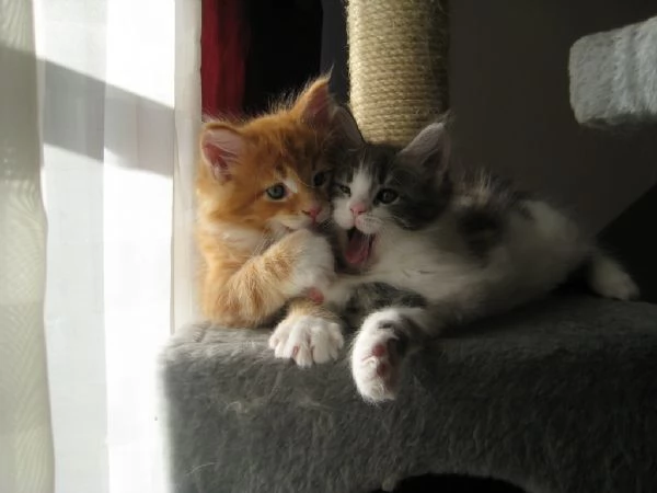 disponibili  splendidi Maine Coon