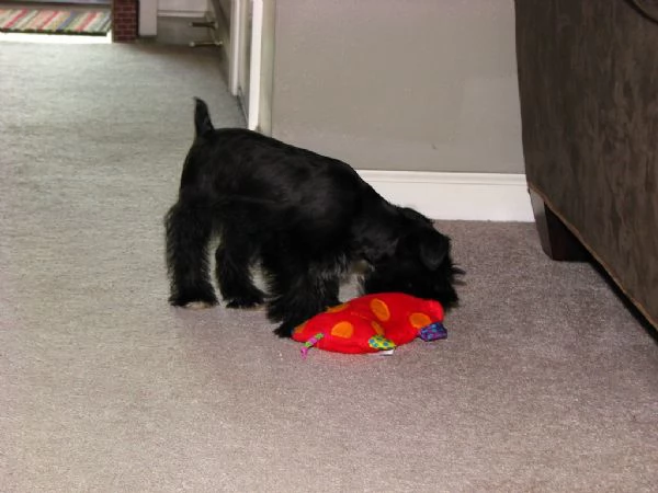 cuccioli di schnauzer