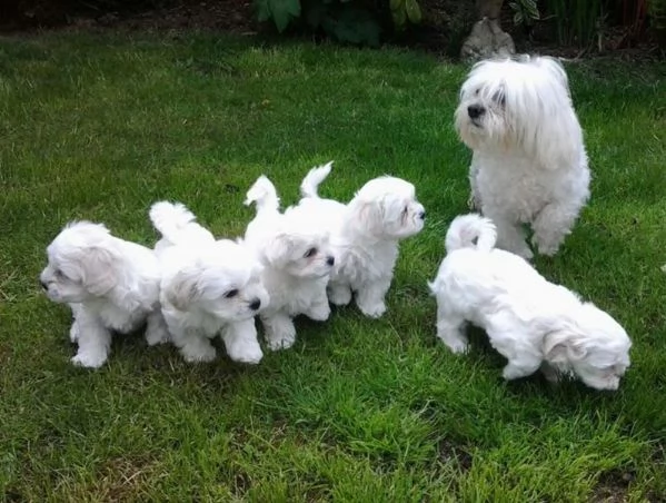bellissimi cuccioli di maltese puro
