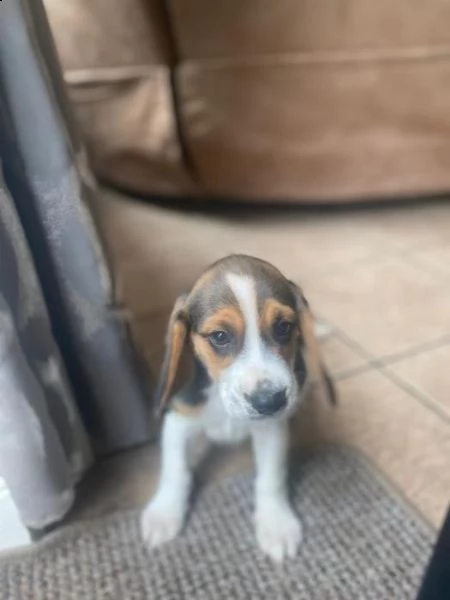 cuccioli di beagle | Foto 0