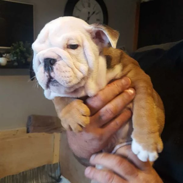 cuccioli di bulldog inglese | Foto 0