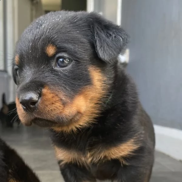 cuccioli di rottweiler | Foto 0