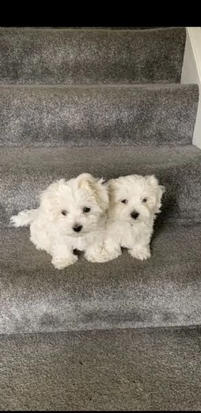 maltese