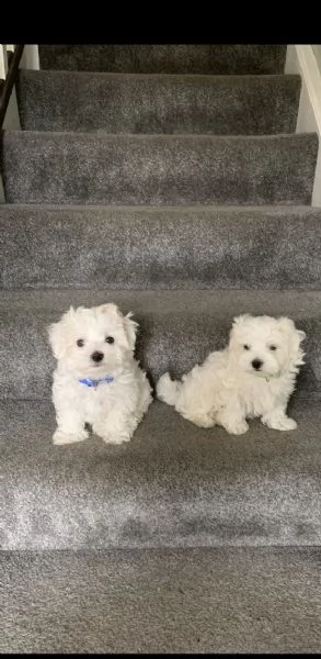 maltese | Foto 0
