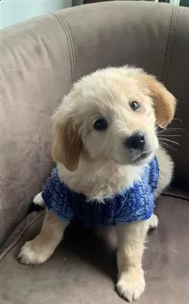 cane dal riporto dorato