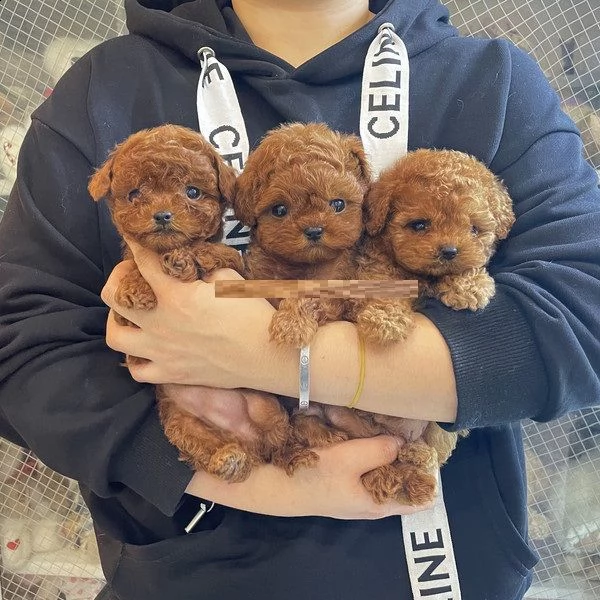 cuccioli di barboncini adorabili