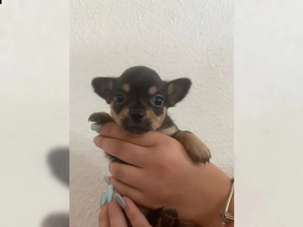 cuccioli di chihuahua di razza | Foto 6